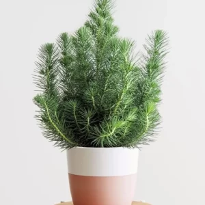 کاج سنگی ایتالیایی